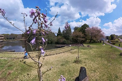桐の木(筑波大学校友会植樹)